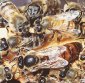 The Secret of Longevity Lies in the Queen Honey Bee