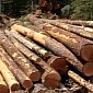 The Majority of Logging Activities in Congo Are Illegal