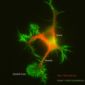 The Mechanisms of Neuron Formation Revealed