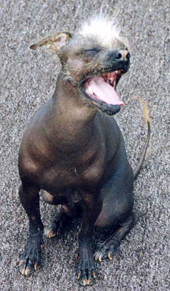 The Mexican Hairless Dog: Xoloitzcuintle