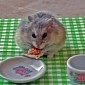 The Miniaturized Food Trend Continues with the Pizza Eating Hamster – Video
