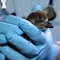 The Monterey Bay Aquarium Welcomes an Adorable Penguin Chick