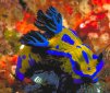 The Most Vivid Colors of the Sea: Sea Slugs