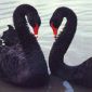 The Myth of Monogamous Swans