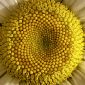 The Numbers of Fibonacci and Nature