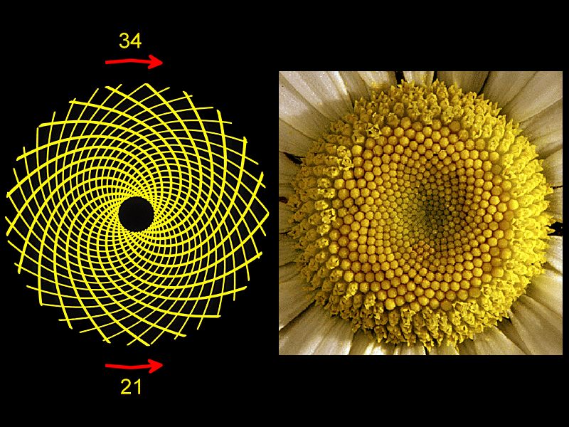 animal fibonacci sequence in nature