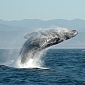 The Ocean Has More Whales Than Scientists Expected