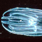 The Oldest Animals: Comb Jellyfishes, Not Sponges