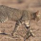 The Origin of the Domestic Cat, Revealed by DNA