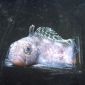 The Pancreas of Antarctic Fish Produces Antifreeze