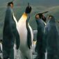The Penguins that Outlived the Dinosaurs