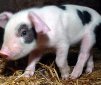 The Pig of St Valentine: Heart Shaped Spots