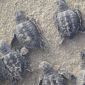 The Program for Saving the Sea Turtles from Extinction Works