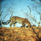 The Rarest and Largest Leopard Caught on Camera Trap