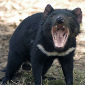The Root of Tasmanian Devils' Cancer Issues