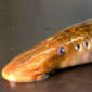 The Sea Lamprey Sheds One Fifth of Its Genome When It Grows