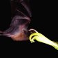 The Secret of Bat Flight: The Fastest Sugar Burning Rate!