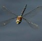 The Secret of the Dragonfly Flight Revealed