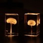 The Secret to These LED Lamps Are Real Dandelions