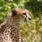 The Secrets Behind Cheetahs' Speed