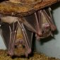 The Source of Ebola-Like Viruses: Bats