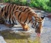 The South Chinese Tiger, Saved in South African Reserve!