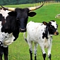 The State of Kentucky in the US Bans Cruel Veal Crates