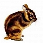 The Sumatran Striped Rabbit Suffers from Lack of Media Attention