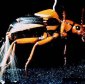 The "Technology" of the Bombardier Beetle Has Been Explained