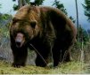 The Terror of the Wild West: Grizzly Bear