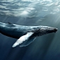 The Trouble with the ICJ's Ruling Against Japan's Whaling Program