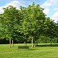 The UK Will Spend £6M (€7.26M / $9.87M) on Planting Trees