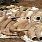 The US Readies to Destroy 6 Tons of Ivory