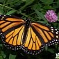 The US Risks Losing Its Monarch Butterflies, Greeheads Warn