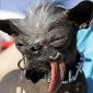 The Ugliest Dog in the World