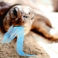 Massive Cleaning Up Campaign Carried Out in the Hawaiian Islands