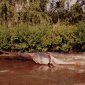 The World's Largest River Fish Could Be Extinct