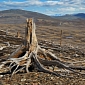 The World Lost 2.3 Million Square Kilometers of Forests in Little Over a Decade