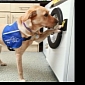 The World's First Dog-Activated Washing Machine Is Called “Woof to Wash”