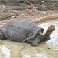 The World's Last Pinta Island Tortoise Dies of Unknown Causes [VIDEO]