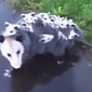 The World's Most Adorable Opossum Is Actually Terrifying