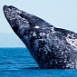 The World's Population of Gray Whales Might Have Increased