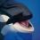The Killer Whales Learn How to Kill from Their Brothers