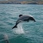 There Are Just 55 Maui's Dolphins Left in the World