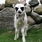 There Is a New Superhero in Town – the Batlamb