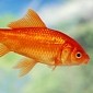 These Days, Goldfish Have a Better Attention Span than We Do