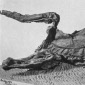 Thick Skin Is the Explanation for Mummified Dinosaur Fossils