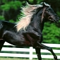 Thieves in the US Go After Horse Tails