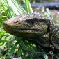 Third Monitor Lizard Species Identified