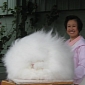 This Angora Rabbit Might Just Be the Fluffiest Thing You Have Ever Seen